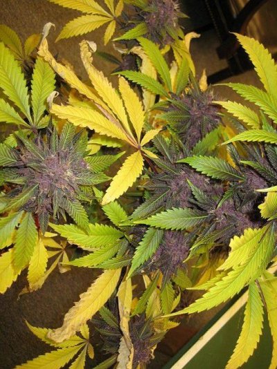 First Time Grower Querkle