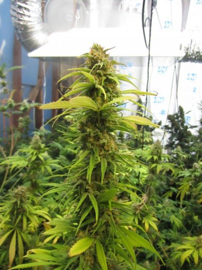 01-A-Shishkaberry-07.13.11-.jpg