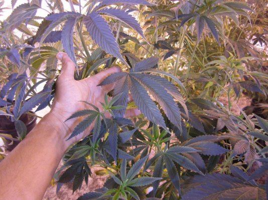 Billy Goat's Chem4 X Choc Thai