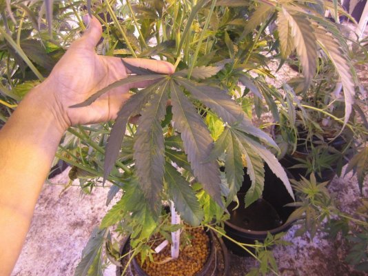 Billy Goat's Chem4 X Choc Thai