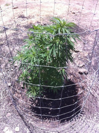 Butte County Outdoor '11