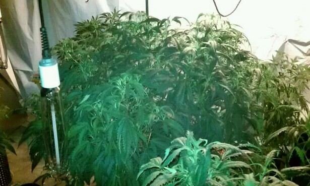 largest girl lastweekveg.jpg