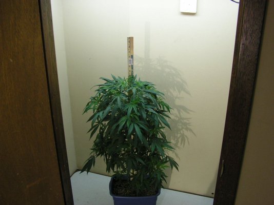 WHITE SALOM MOM RULER.JPG