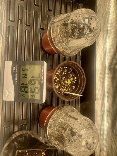 Can any one help me with my grow?