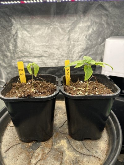 grow-project-black-jack-and-gsc.jpg