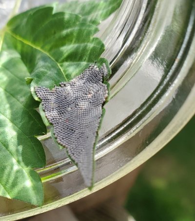 Found egg clusters on leaves this morning