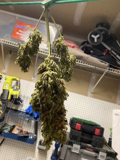 Let's see your 2023 outdoor grow!
