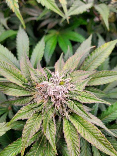 confused-on-what-is-growing-on-bud-new-grower-in-unfamiliar-territory.jpg