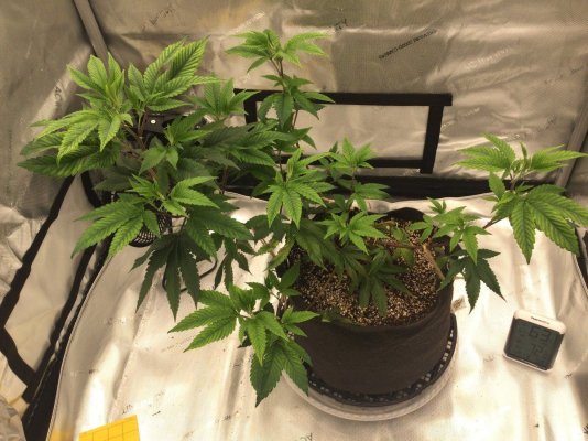 Gorilla Glue #4 (Joesy Whales cut)