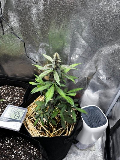 Update: Purple Lemonade, Zkittles, Gorilla Strawberry, 10th Planet
