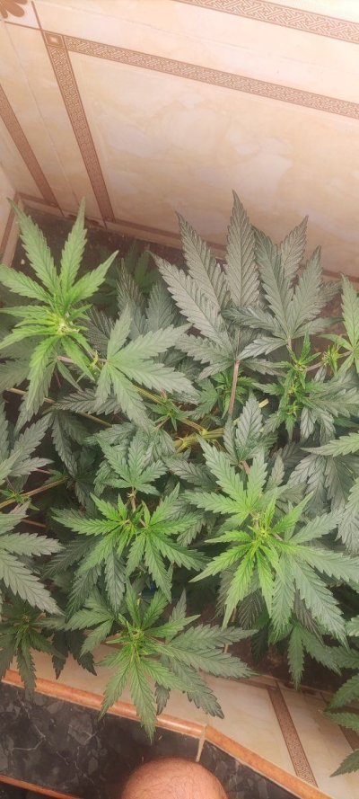 Growing in 3rd World Conditions (Cuba) att #2