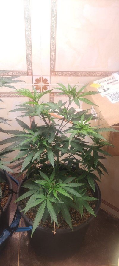 Growing in 3rd World Conditions (Cuba) att #2