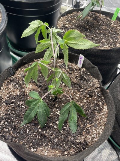 TenguSeedCo. Just Froze 1/2 My Tent ❄️ 🧊 💎