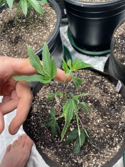TenguSeedCo. Just Froze 1/2 My Tent ❄️ 🧊 💎