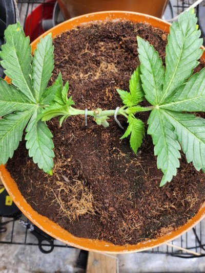 green-gelato-mainline-grow-journal-13.jpg