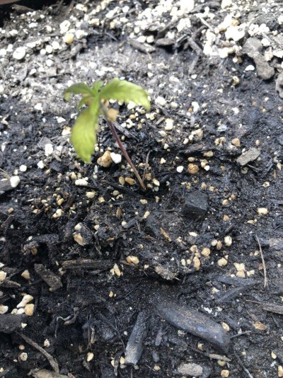 trying-auto-flower-as-our-3rd-grow-and-its-not-going-well-4.jpg