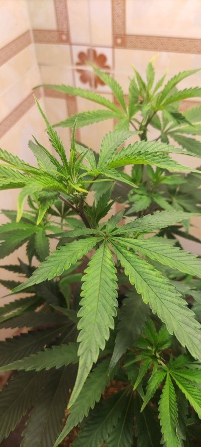 Growing in 3rd World Conditions (Cuba) att #2