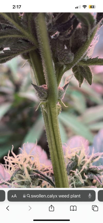 Is this male, female or hermaphrodite ?