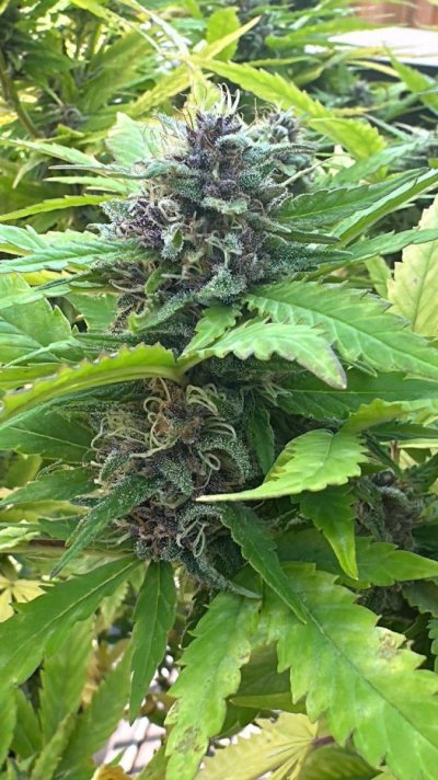 how-much-longer-should-i-wait-to-harvest.jpeg