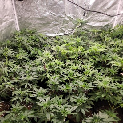 how-many-nodes-is-a-14-plant.jpg