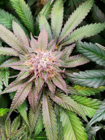 Concerned about changes in my plants. First time grower asking for opinions.