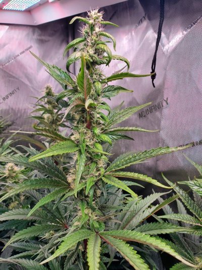 Concerned about changes in my plants. First time grower asking for opinions.