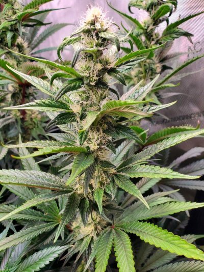 Concerned about changes in my plants. First time grower asking for opinions.