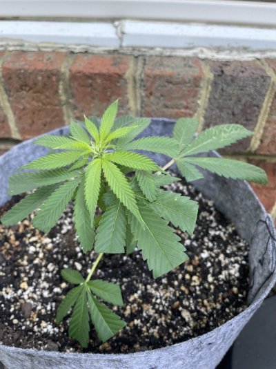 Hawk's Outdoor THC Bomb Clones - Grow Journal - August 2023