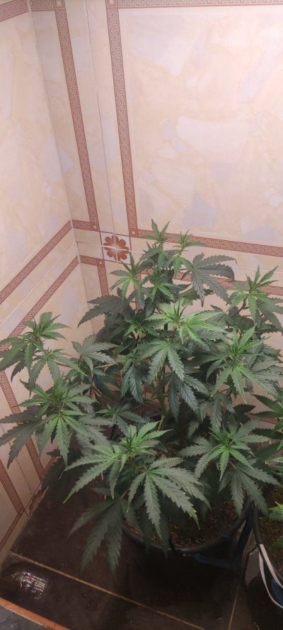 Growing in 3rd World Conditions (Cuba) att #2