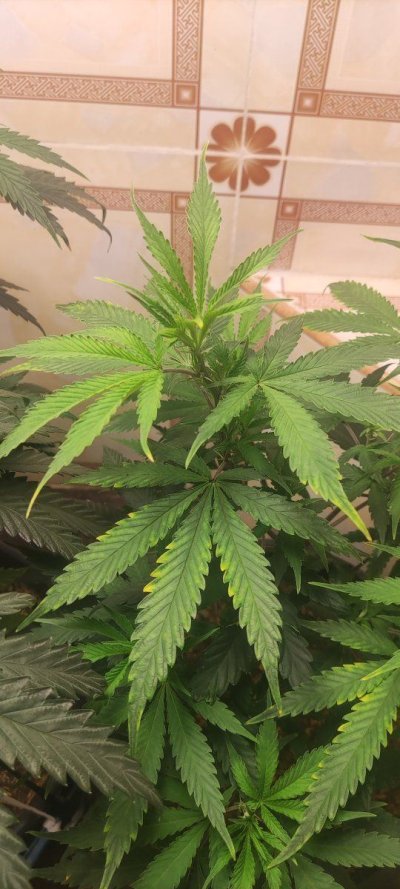 Growing in 3rd World Conditions (Cuba) att #2