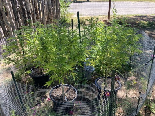 Advice for coming harvest time