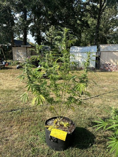 how-do-these-look-first-time-grower.jpeg