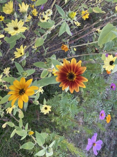 Post your own shareable pics...