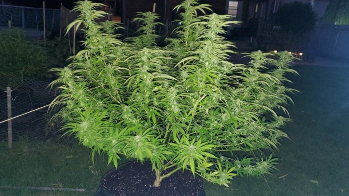 What the heck is going on with my plant.