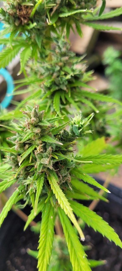 Weird growth on plant and outdoor problems.