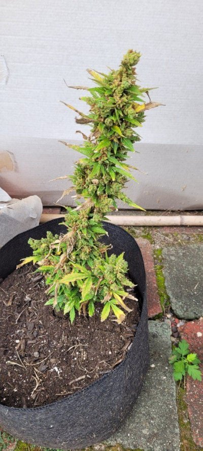 Weird growth on plant and outdoor problems.