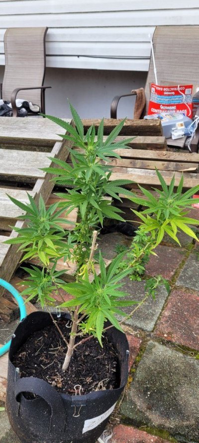 Weird growth on plant and outdoor problems.