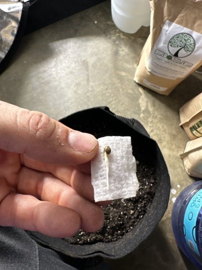 24-hour-roots---purple-lemonade-by-fastbuds.jpeg
