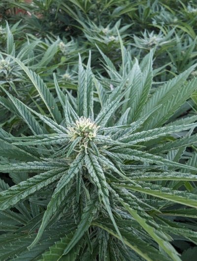 Let's see your 2023 outdoor grow!