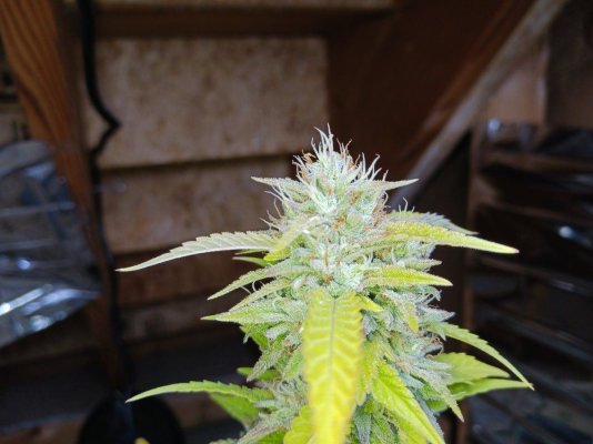 How long till harvest? First grow