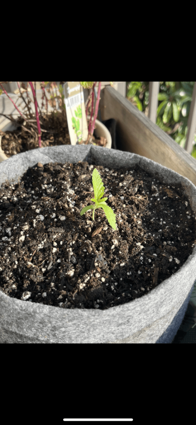 2023  Watermelon Mimosa Outdoor Plant Cali