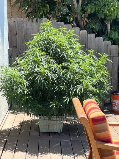 202023--outdoor-watermelon-mimosa-outdoor-plant-7.jpeg