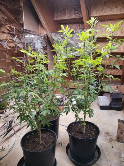 Flowering pictures of first 6 weeks