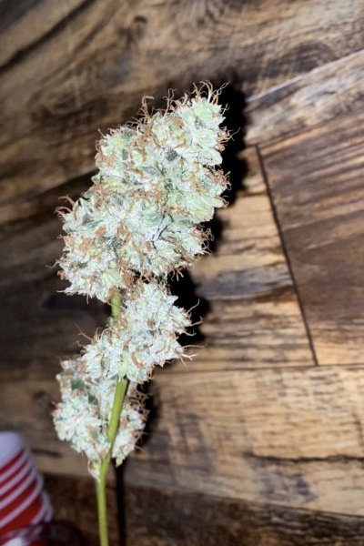 Let's See Your Frostiest Flowers