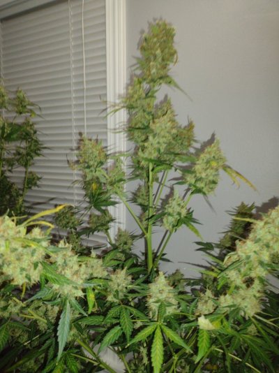 My 1st grow journal with GSCX