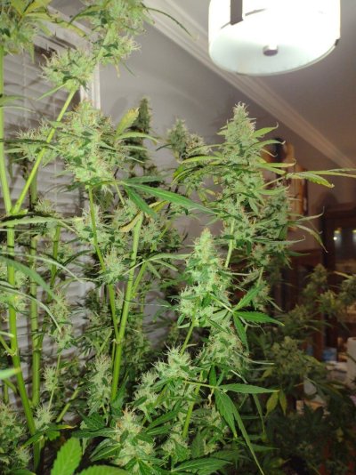 My 1st grow journal with GSCX
