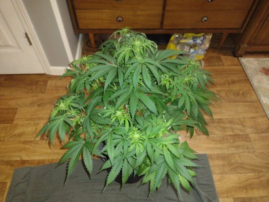 My 1st grow journal with GSCX