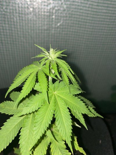 first-grow-ever-started-in-aero-garden-now-outside-in-small-green-house-3.jpeg