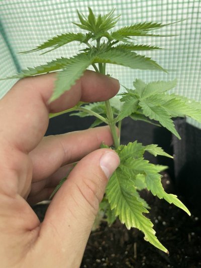 First grow ever, started in aero garden now outside in small green house.
