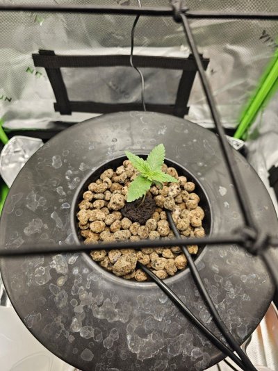 Royal Queen Seeds, Apple Fritter